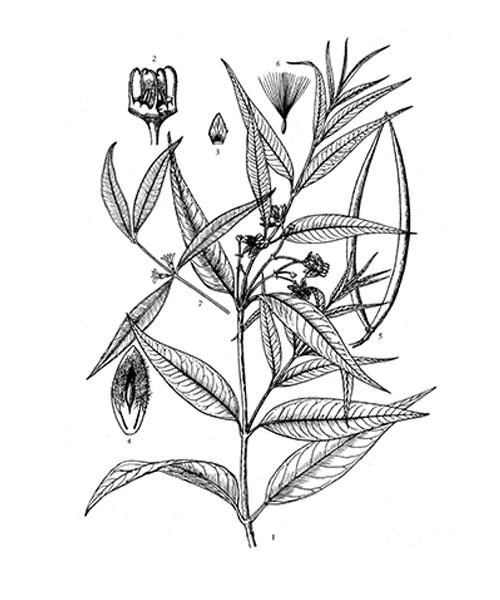 Natural compounds from  Periploca forrestii